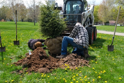 A photo of city staff planting an evergreen tree